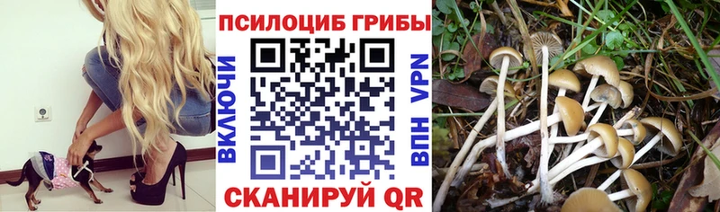 закладки  Суровикино  Псилоцибиновые грибы мицелий 